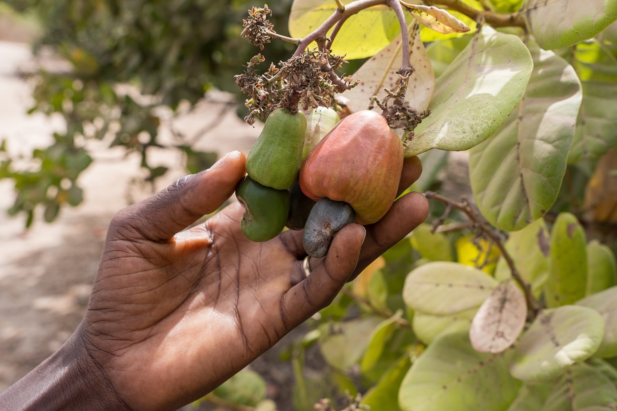 Cashew