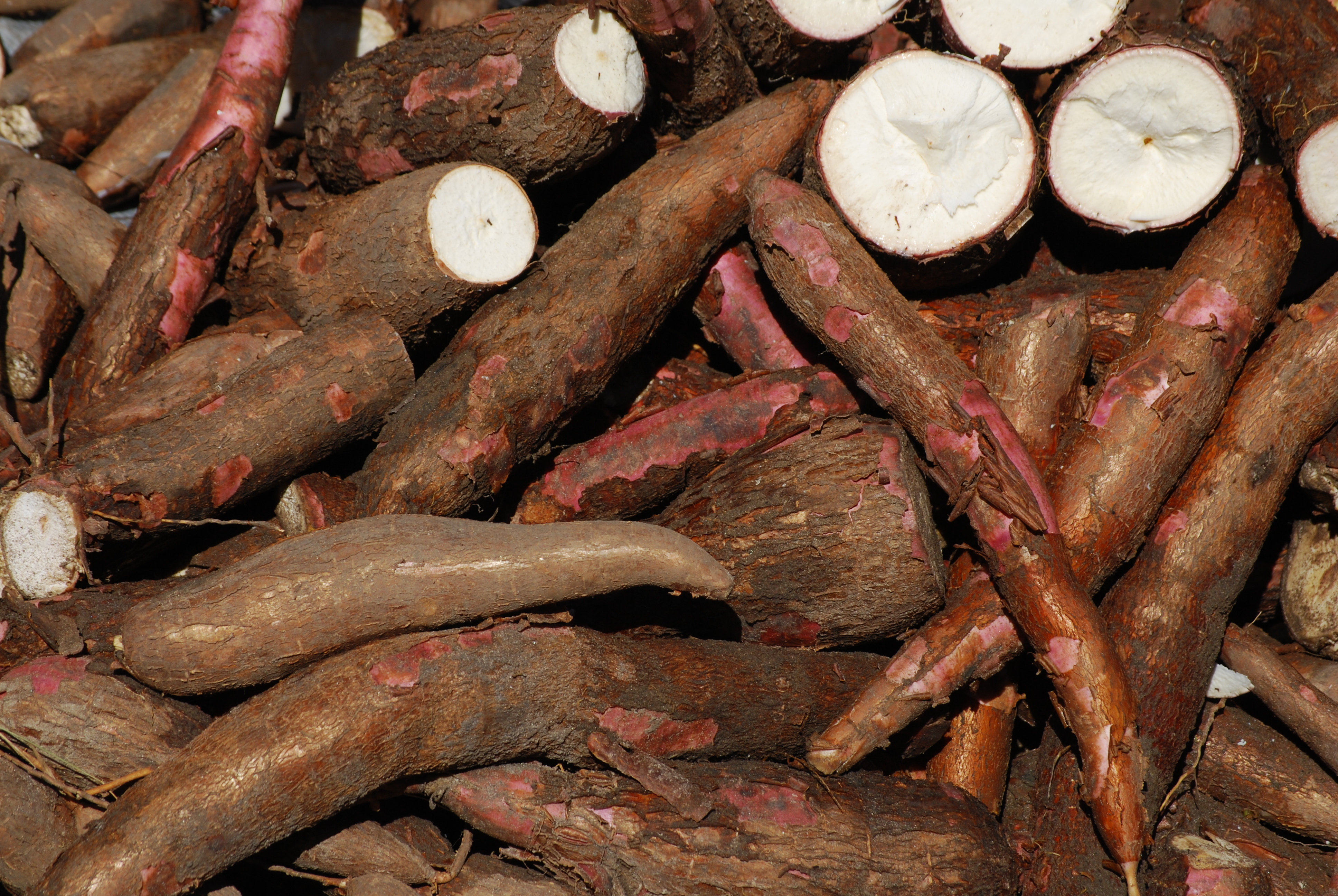 Cassava