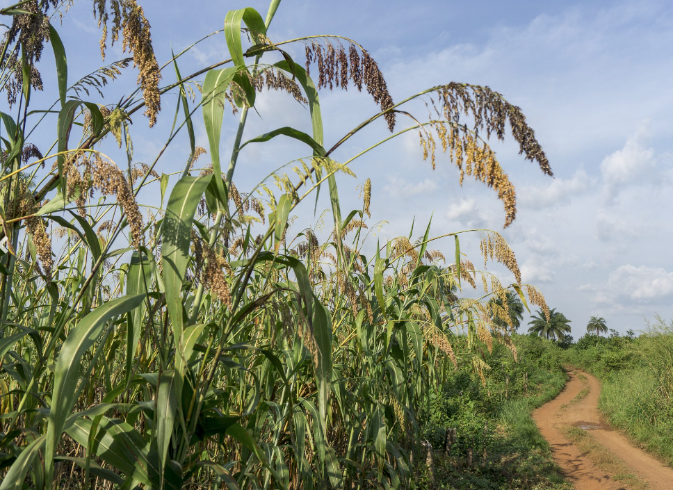 Sorghum