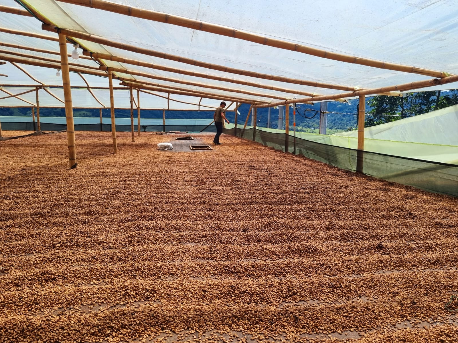 Coffee drying at El Puente facility