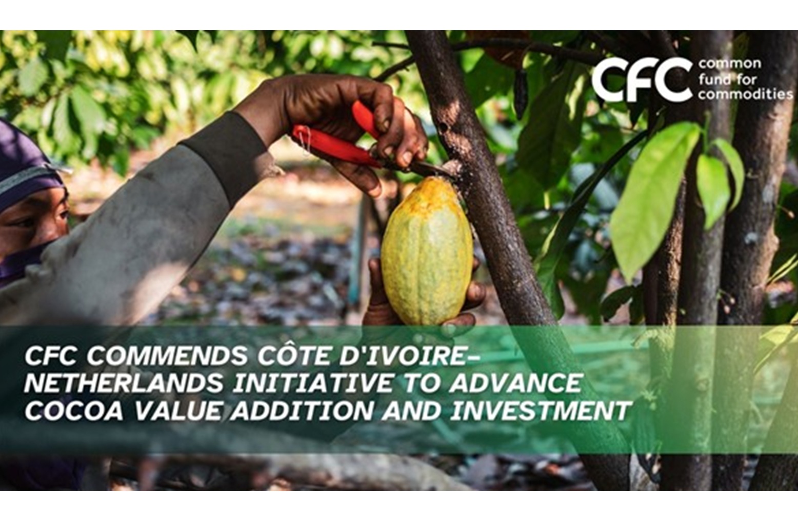 C_dIvoire-Cocoa
