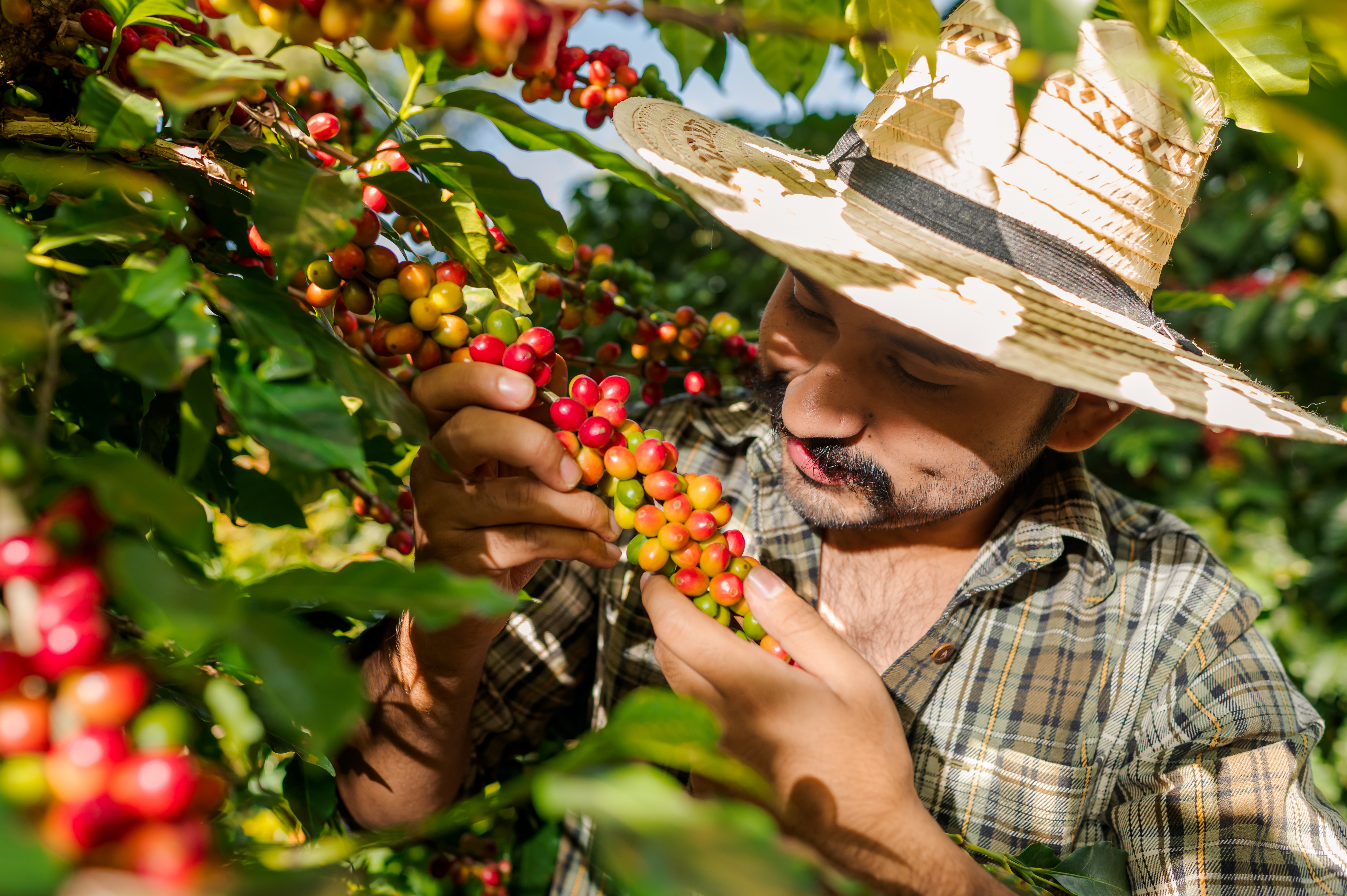 Photo: Coffee picker. Adobe stock