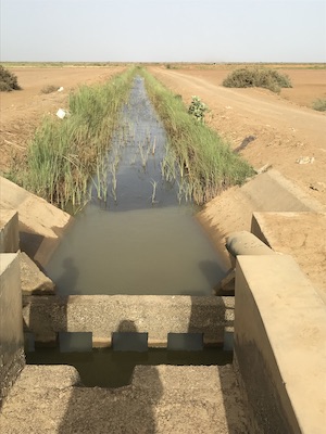 Irrigation channels play a crucial role in making rice cultivation possible