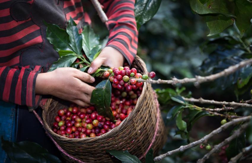 Harvest Arabica coffee
