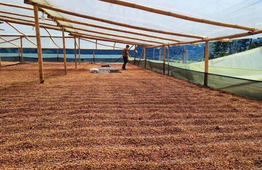 Coffee drying at El Puente facility