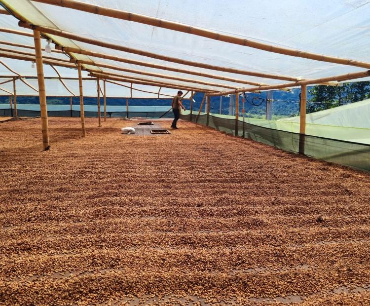 Coffee drying at El Puente facility